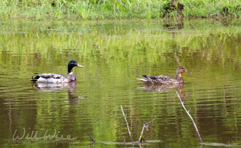 Mallard Duck Pair Picture
