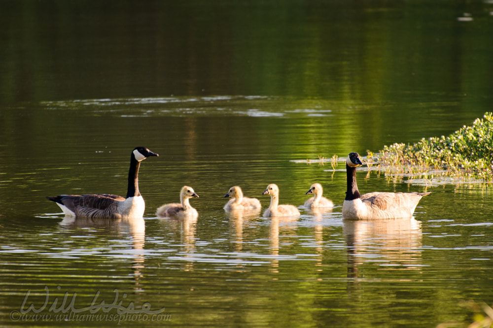 Canada Goose family Picture