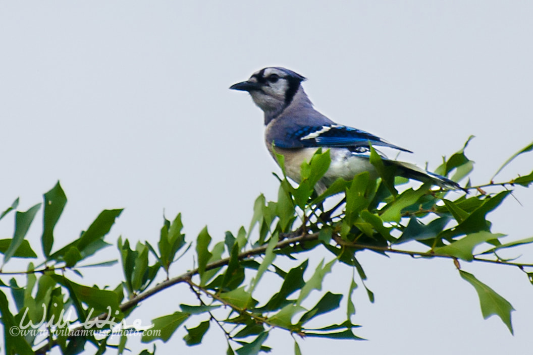 Blue Jay Picture