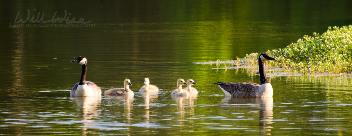 Canada Goose family Picture
