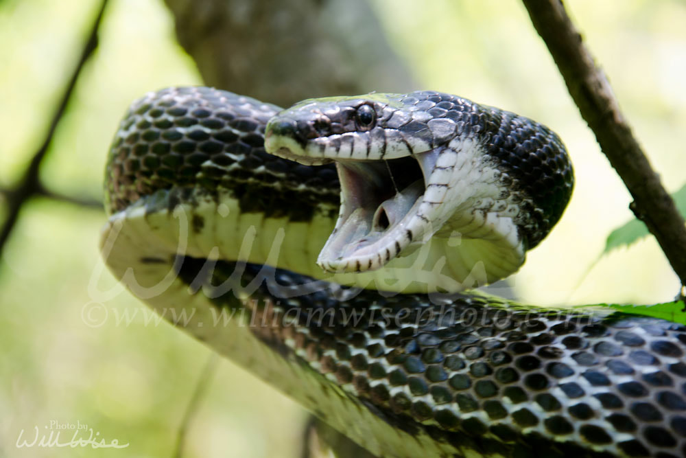 Eastern Black Ratsnake Picture