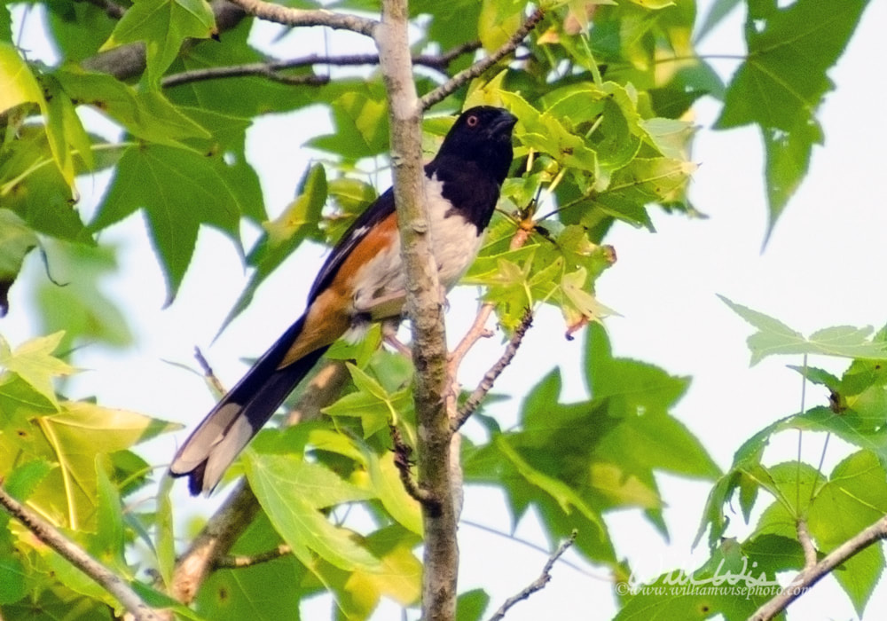 Eastern Towhee Picture