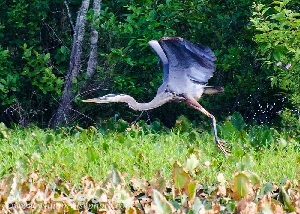 Great Blue Heron Picture
