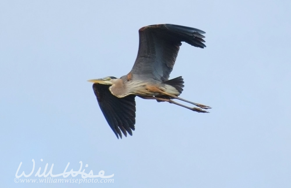 Great Blue Heron Picture
