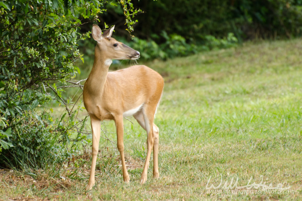 Young Whitetailed Deer Picture