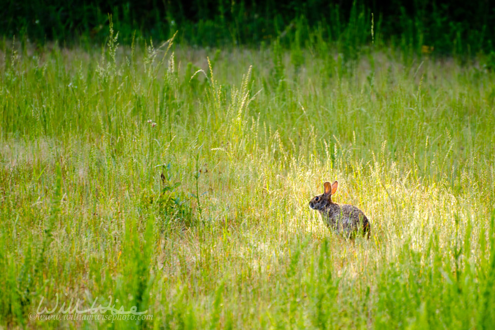 Rabbit Picture