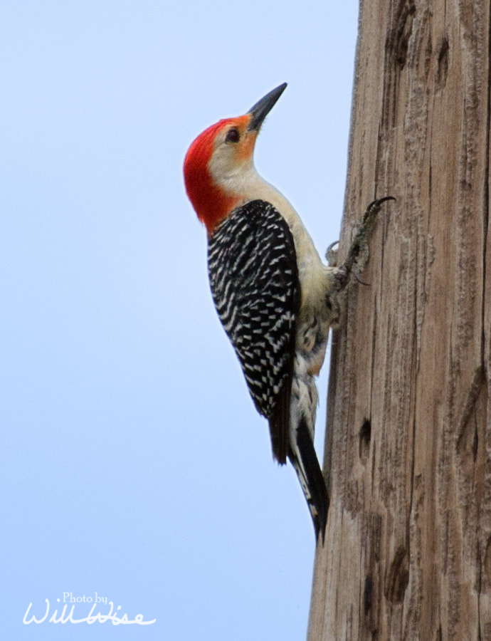 Red Bellied Woodpecker Picture