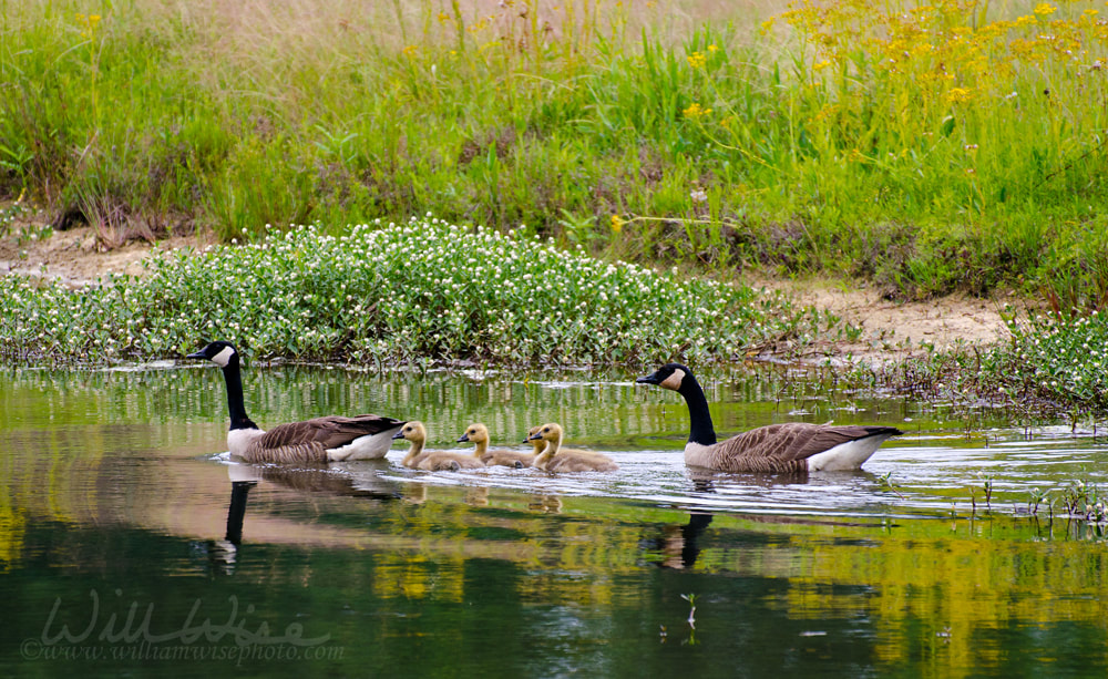 Canada Goose Picture