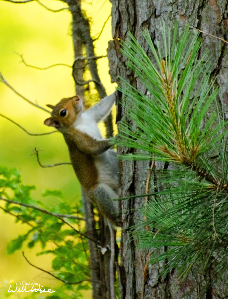 Squirrel Picture