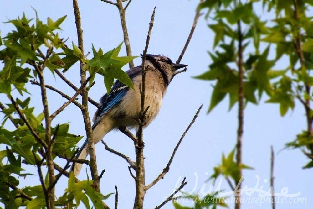 Blue Jay Picture