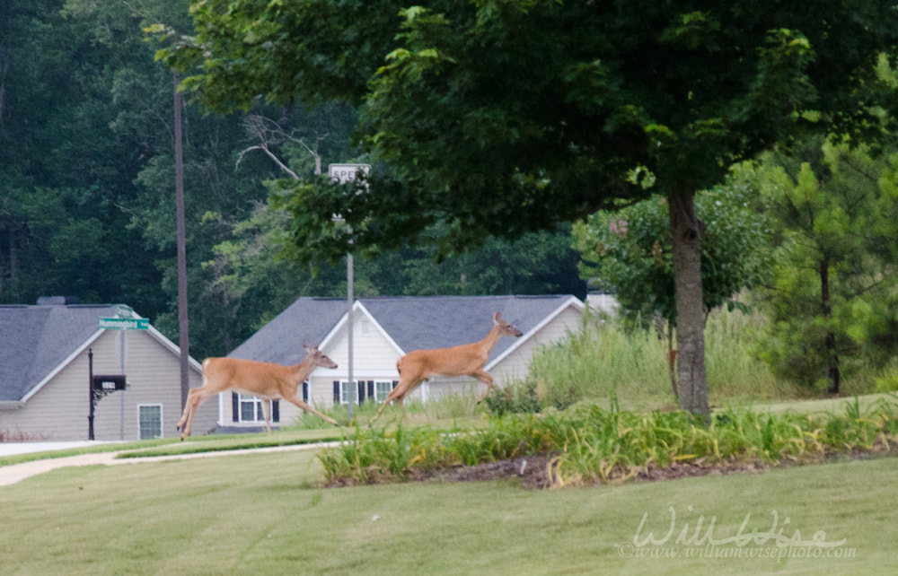 Whitetailed Deer Picture