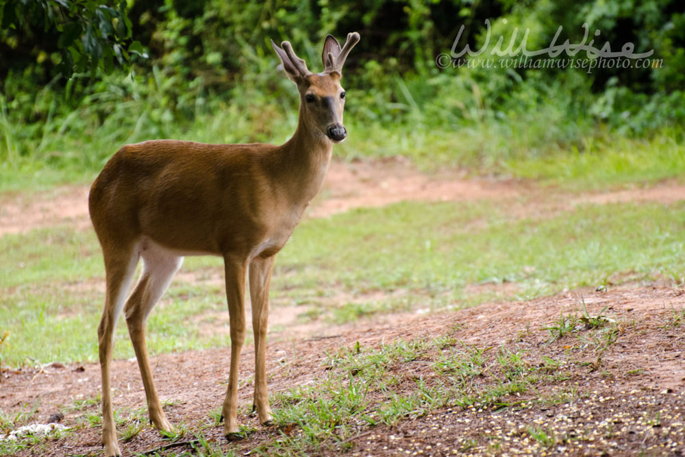 Whitetailed Deer Picture
