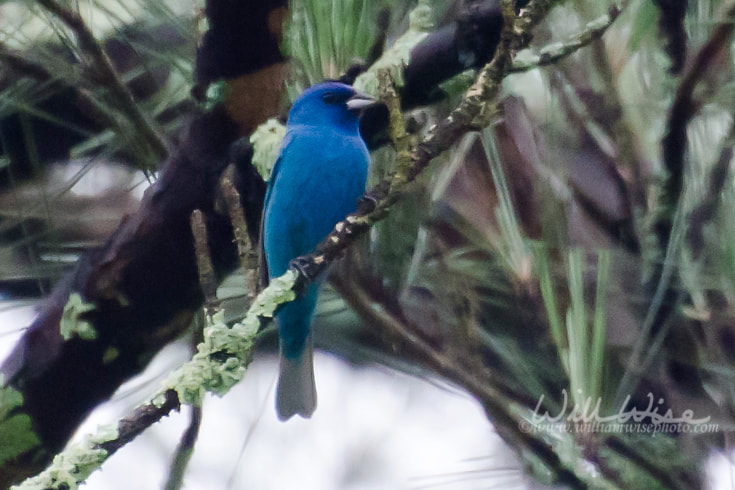 Indigo Bunting Picture