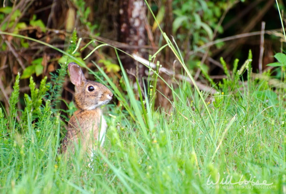 Cottontail Rabbit Picture