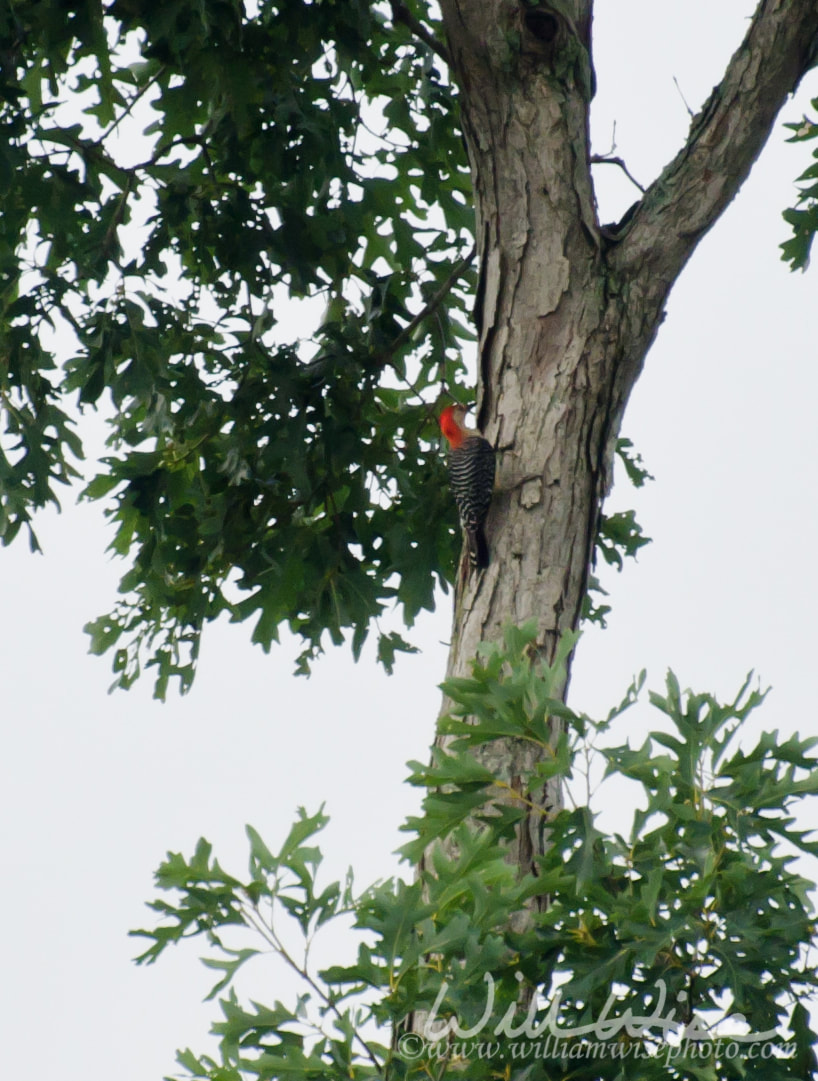 Red bellied Woodpecker Picture
