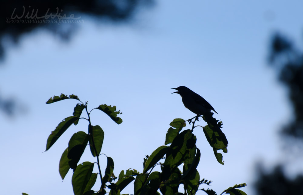 Northern Mockingbird Picture