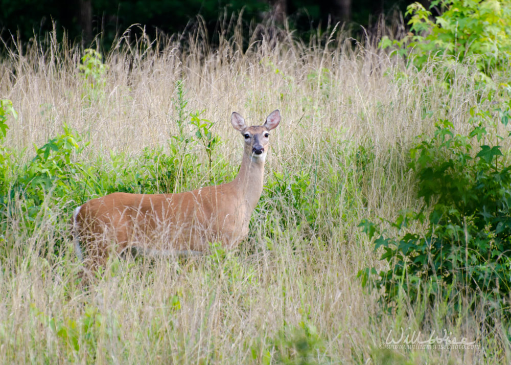 Whitetailed Deer Doe Picture