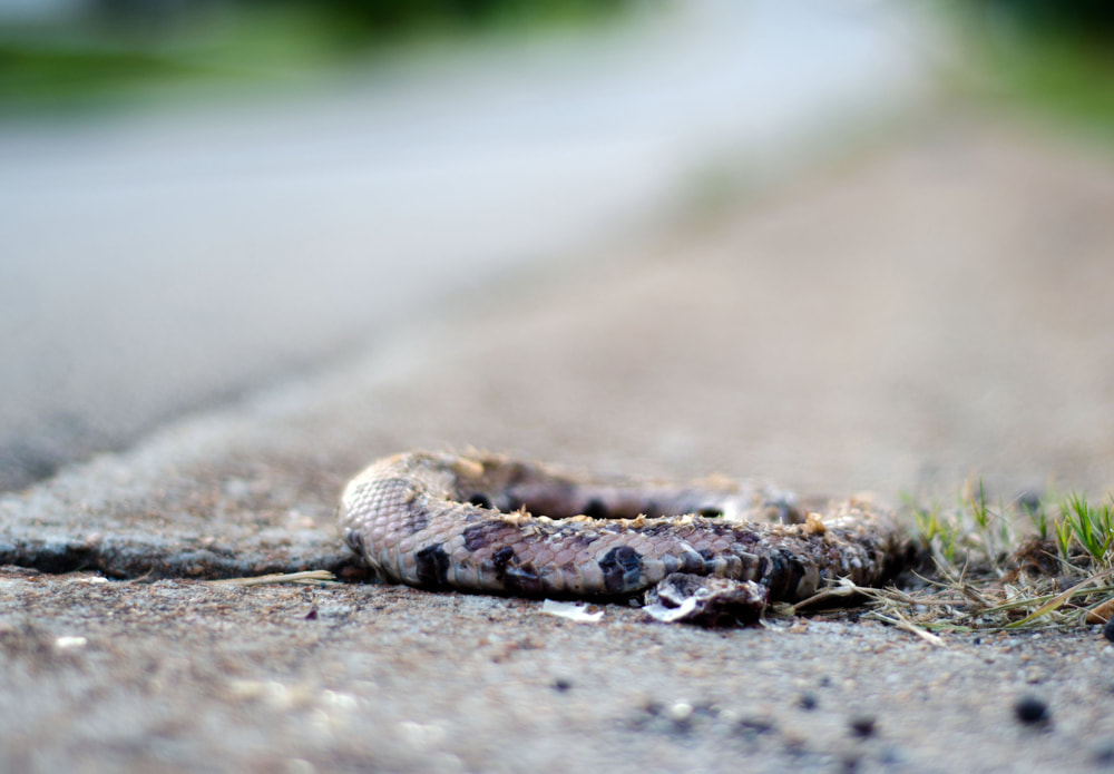 Roadkill dead copperhead snake Picture