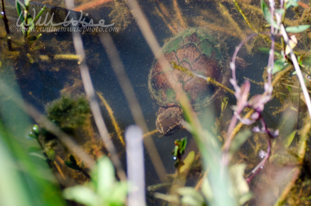 Common Musk Turtle Picture