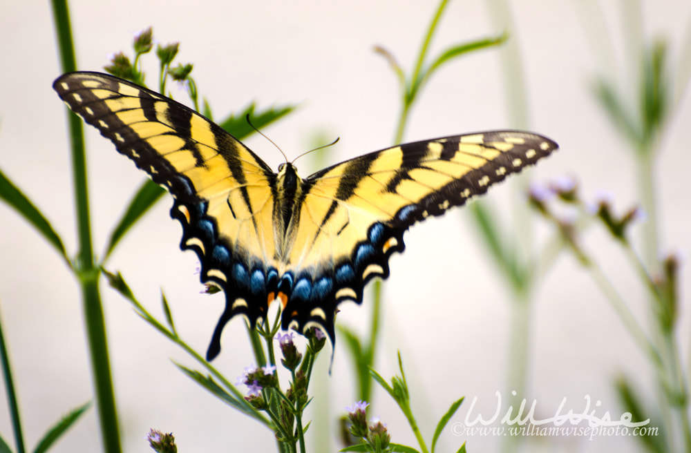 Swallowtail butterfly Picture
