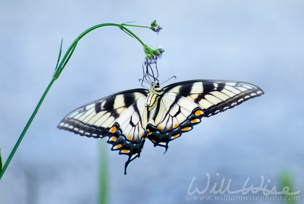 Eastern Tiger Swallowtail Butterfly, Georgia State Butterfly Picture