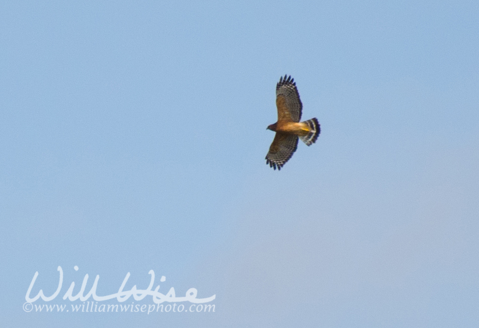 Red-shouldered Hawk Picture
