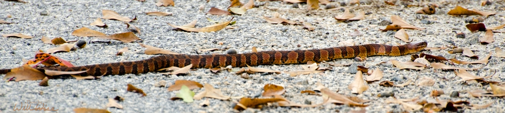 Northern Watersnake Picture