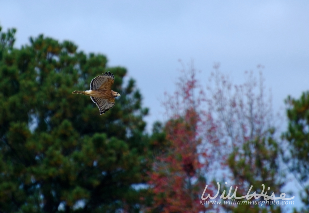 Red-shouldered Hawk Picture