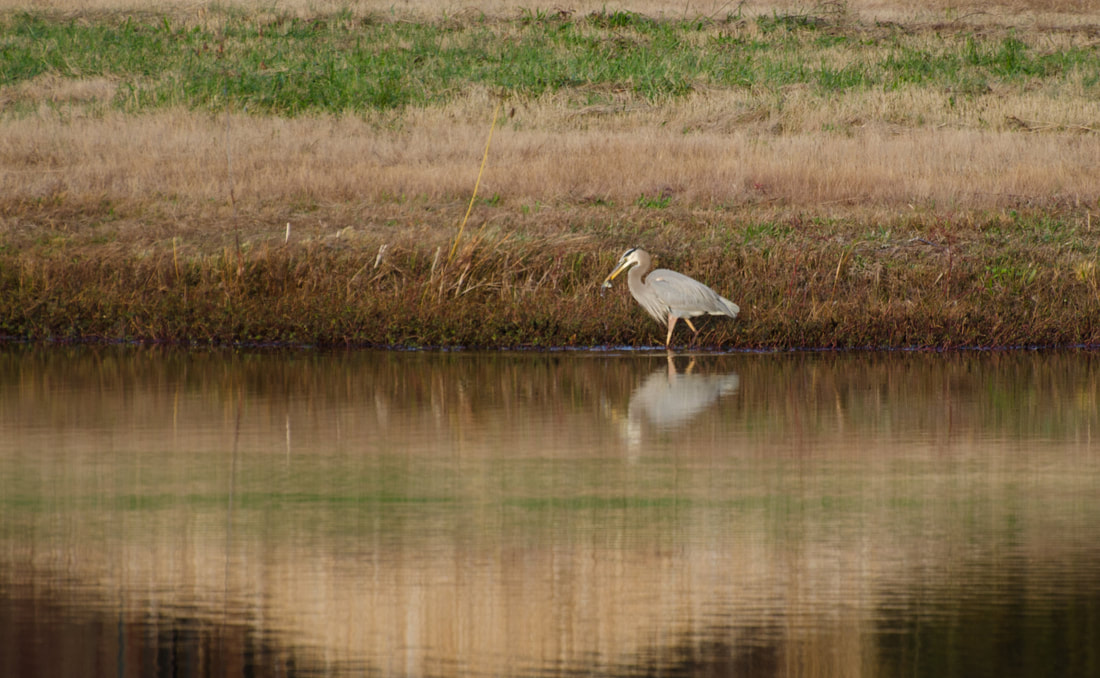 Great Blue Heron Picture