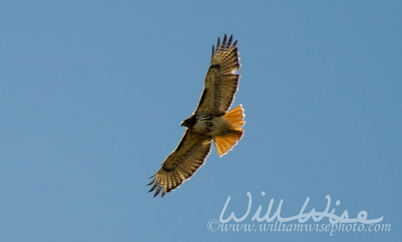 Red-tailed Hawk Picture