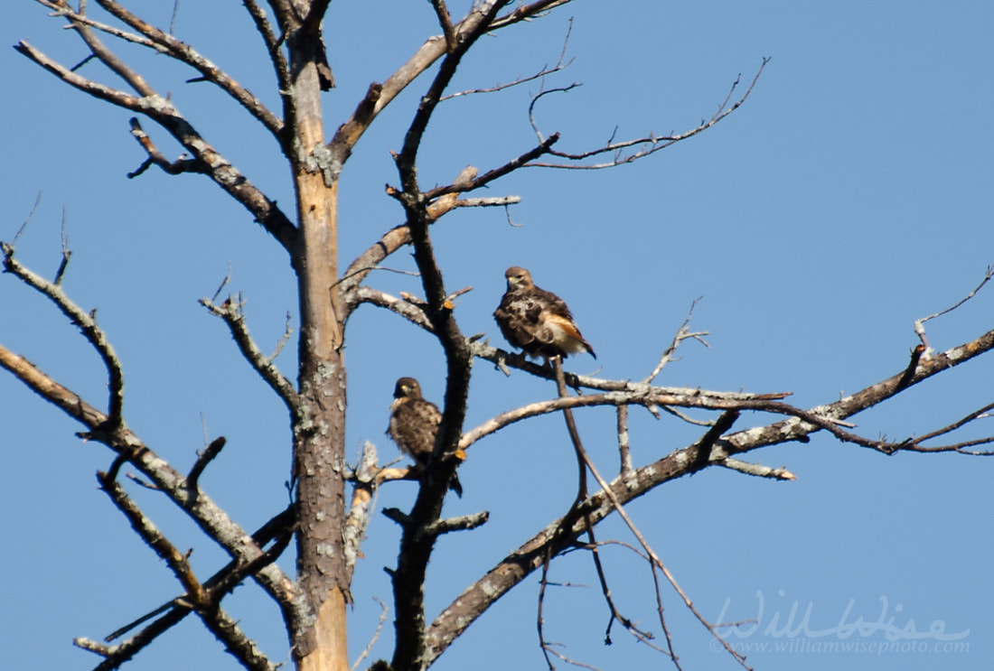 Red Tailed Hawk Picture