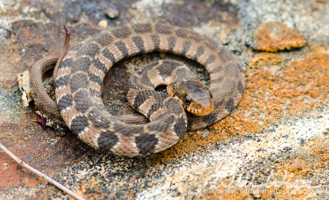 Baby Watersnake Picture