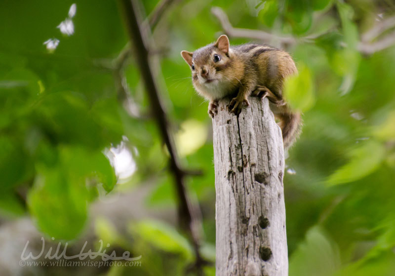 Chipmunk Ground Squirrel on post Picture