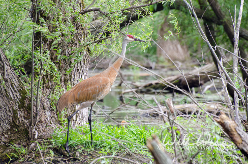 Sandhill Crane Picture