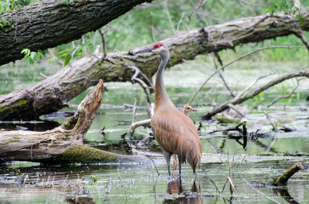 Sandhill Crane and Hatchling Baby Picture