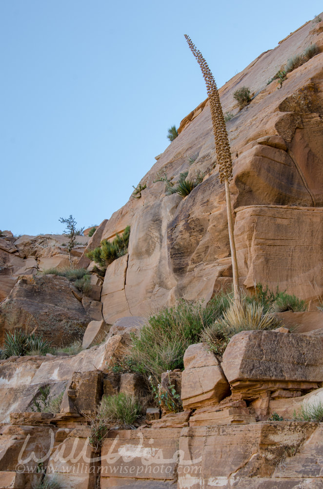 Century Plant and Grand Canyon boulders Picture