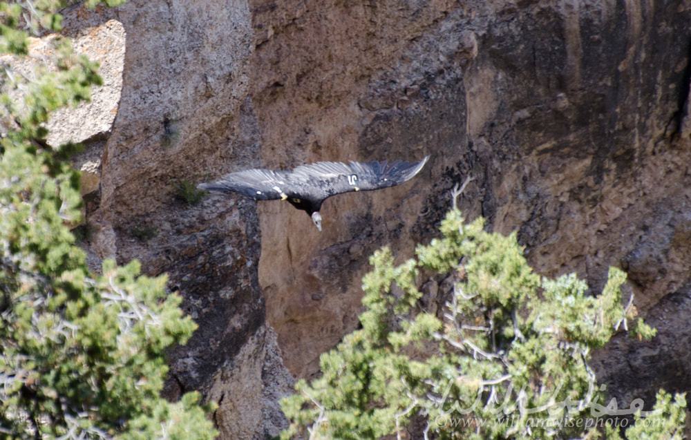 California Condor picture
