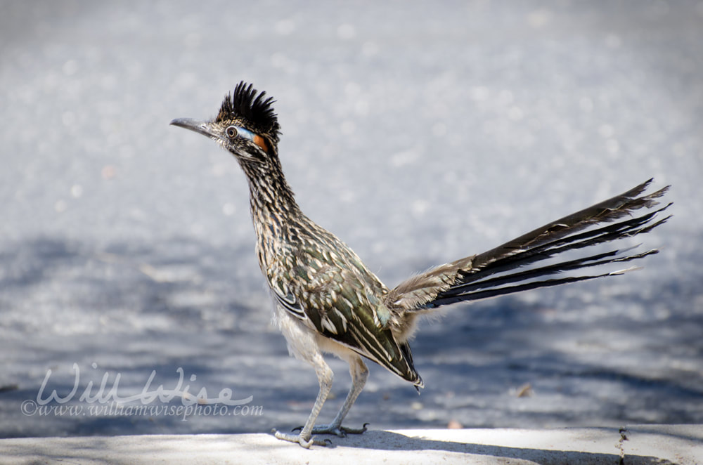 Great Roadrunner bird, Tucson Arizona Picture