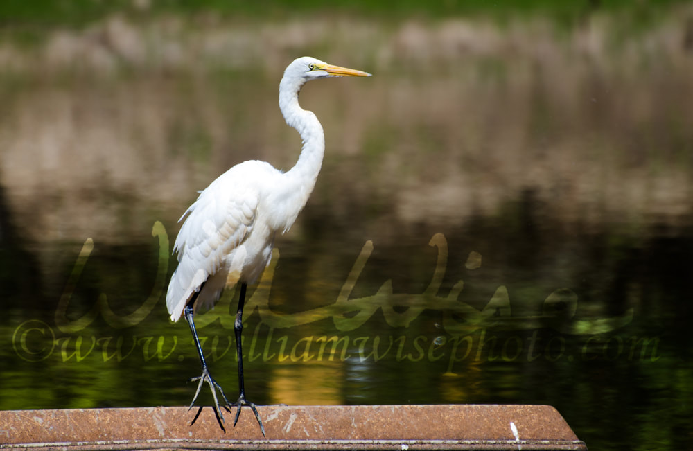 Great Egret in Sun, Walton County Georgia Picture