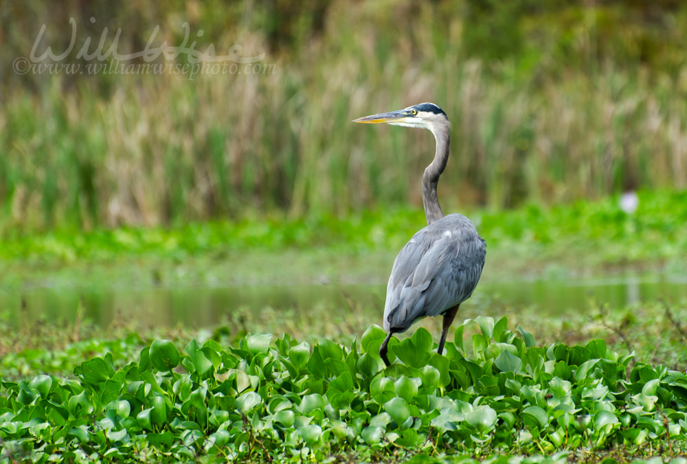 Great Blue Heron at Reed Bingham State Park Georgia Picture