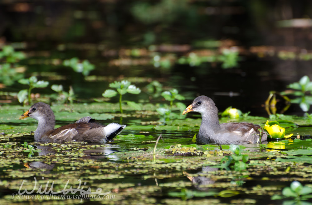 Common Gallinule at Reed Bingham State Park Georgia Picture