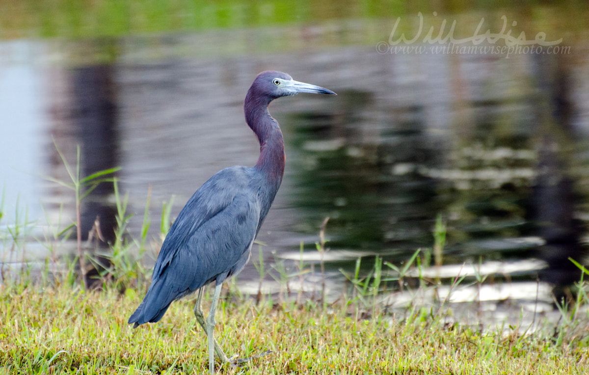 Little Blue Heron, Palm City Florida Picture