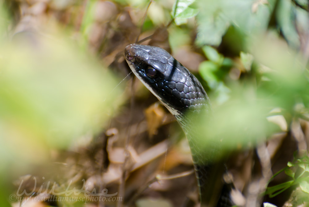 Racer Snake in the Grass Georgia Picture