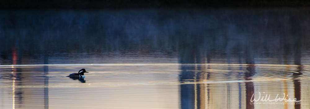 Hooded Merganser Picture