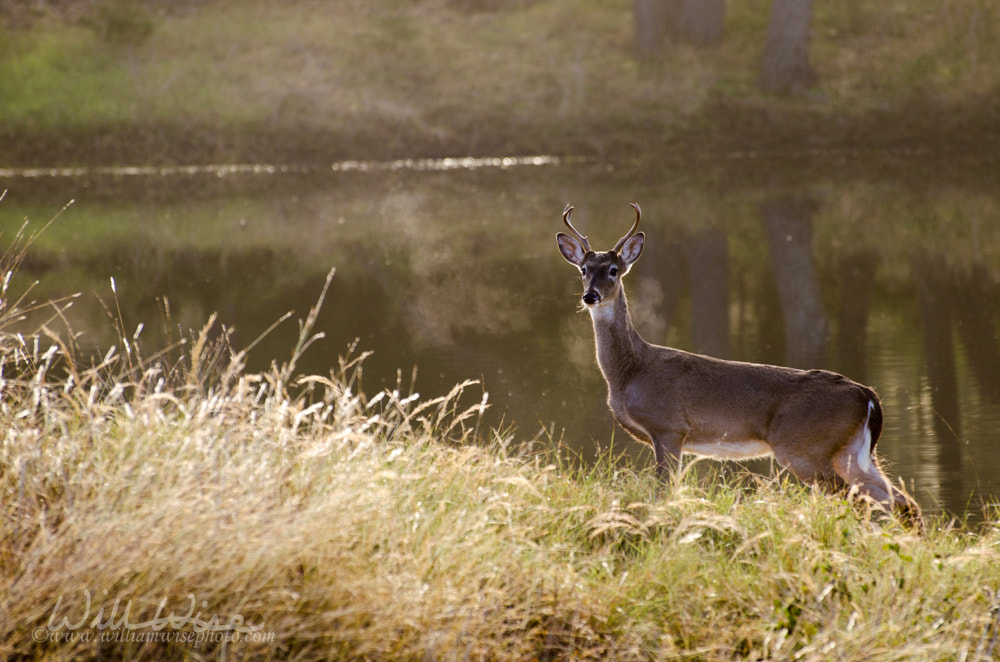 White-tailed Deer Buck Picture