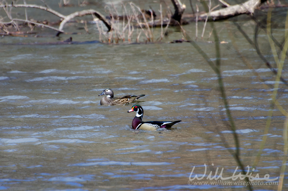 Wood Duck Picture