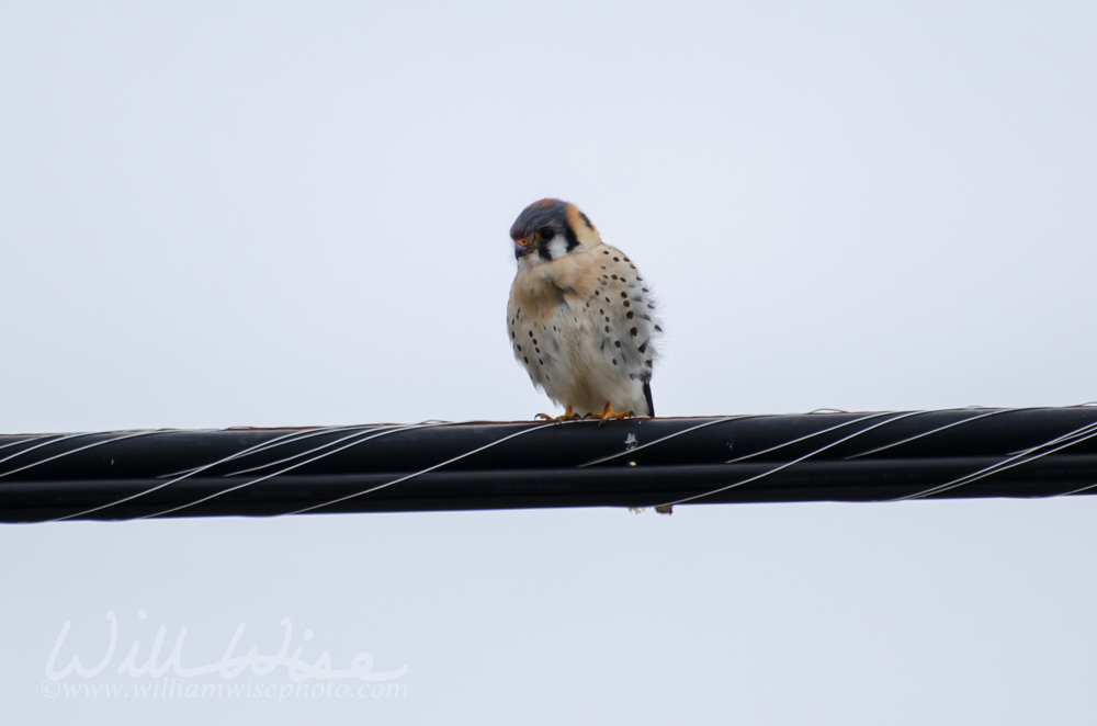 American Kestrel Picture