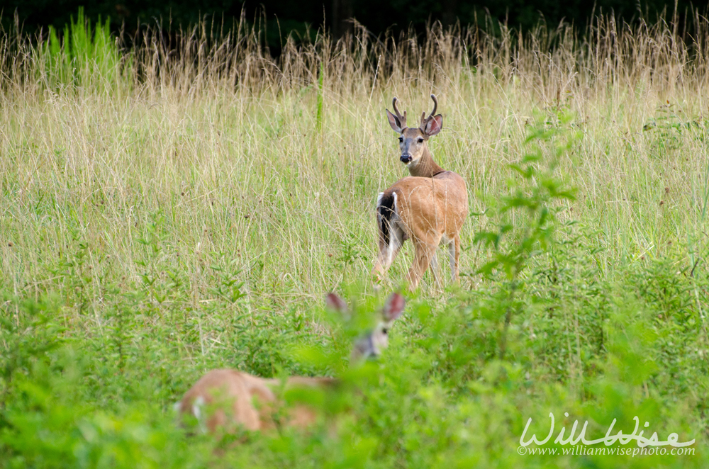 Whitetailed Deer Buck Picture
