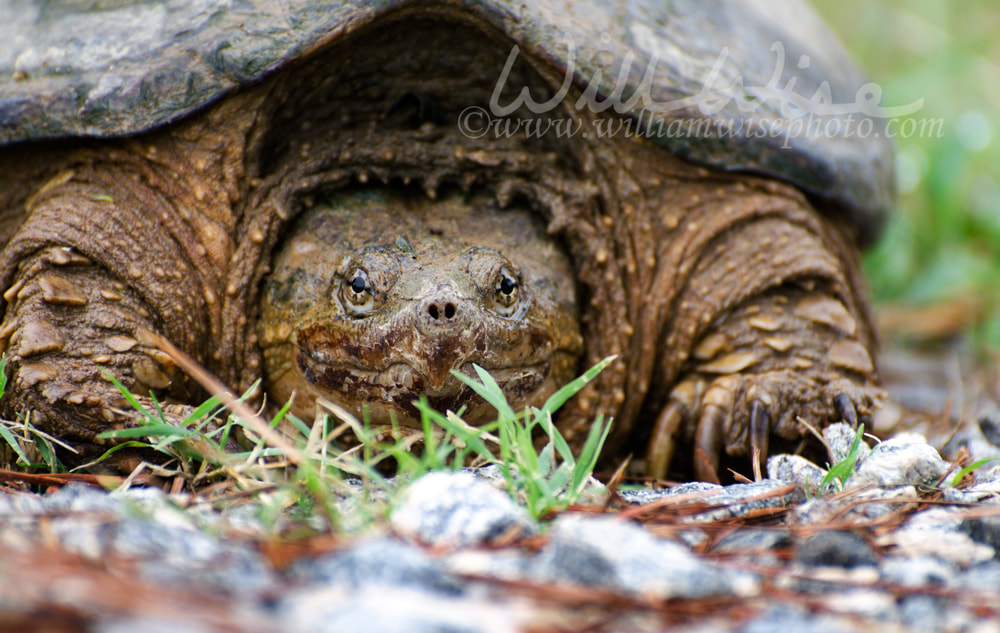 Large Snapping Turtle close up Picture
