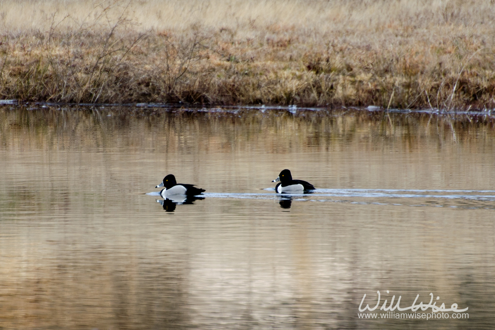 Ringneck Duck Picture